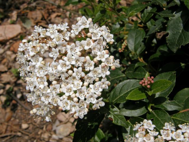 Kalina modroplodá (Viburnum tinus L.)