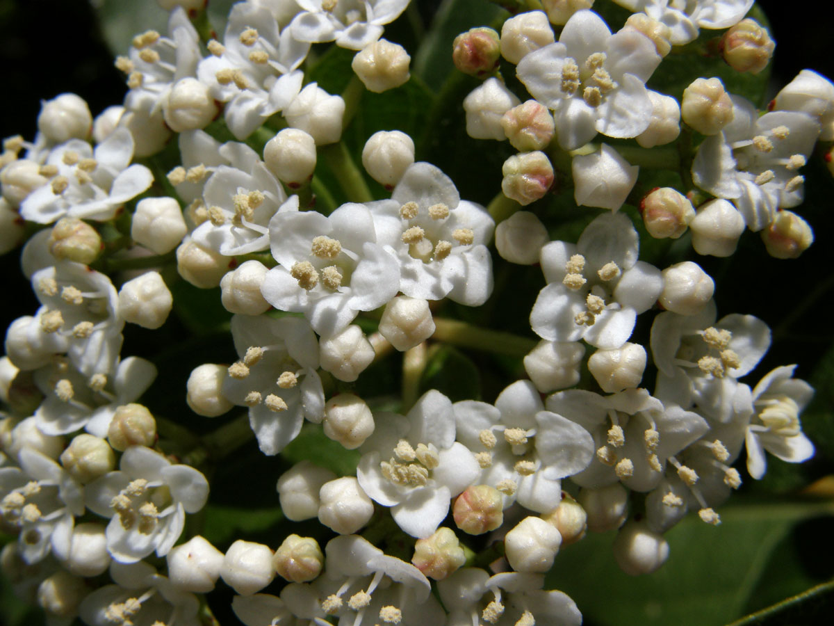 Kalina modroplodá (Viburnum tinus L.)