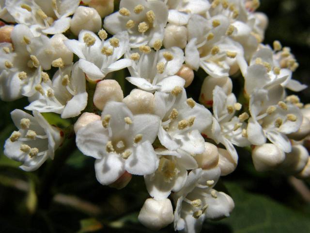 Kalina modroplodá (Viburnum tinus L.)