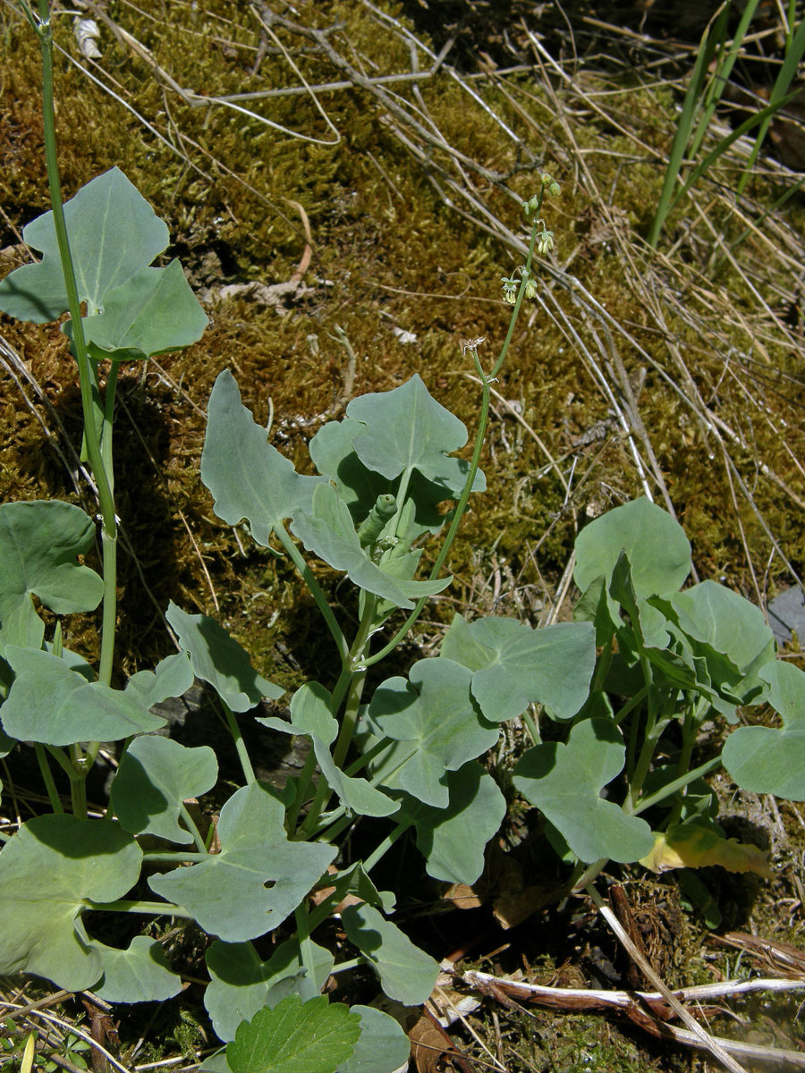 Šťovík štítnatý (Rumex scutatus L.)