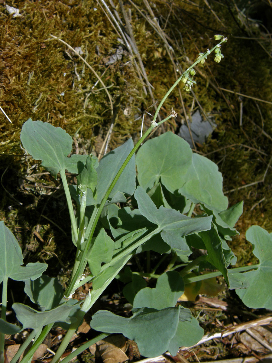 Šťovík štítnatý (Rumex scutatus L.)