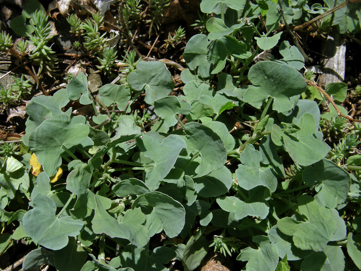 Šťovík štítnatý (Rumex scutatus L.)