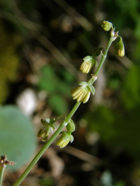 Šťovík štítnatý (Rumex scutatus L.)