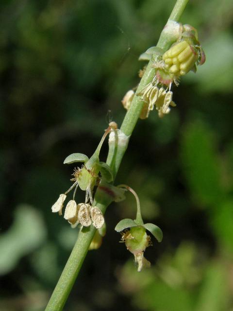 Šťovík štítnatý (Rumex scutatus L.)