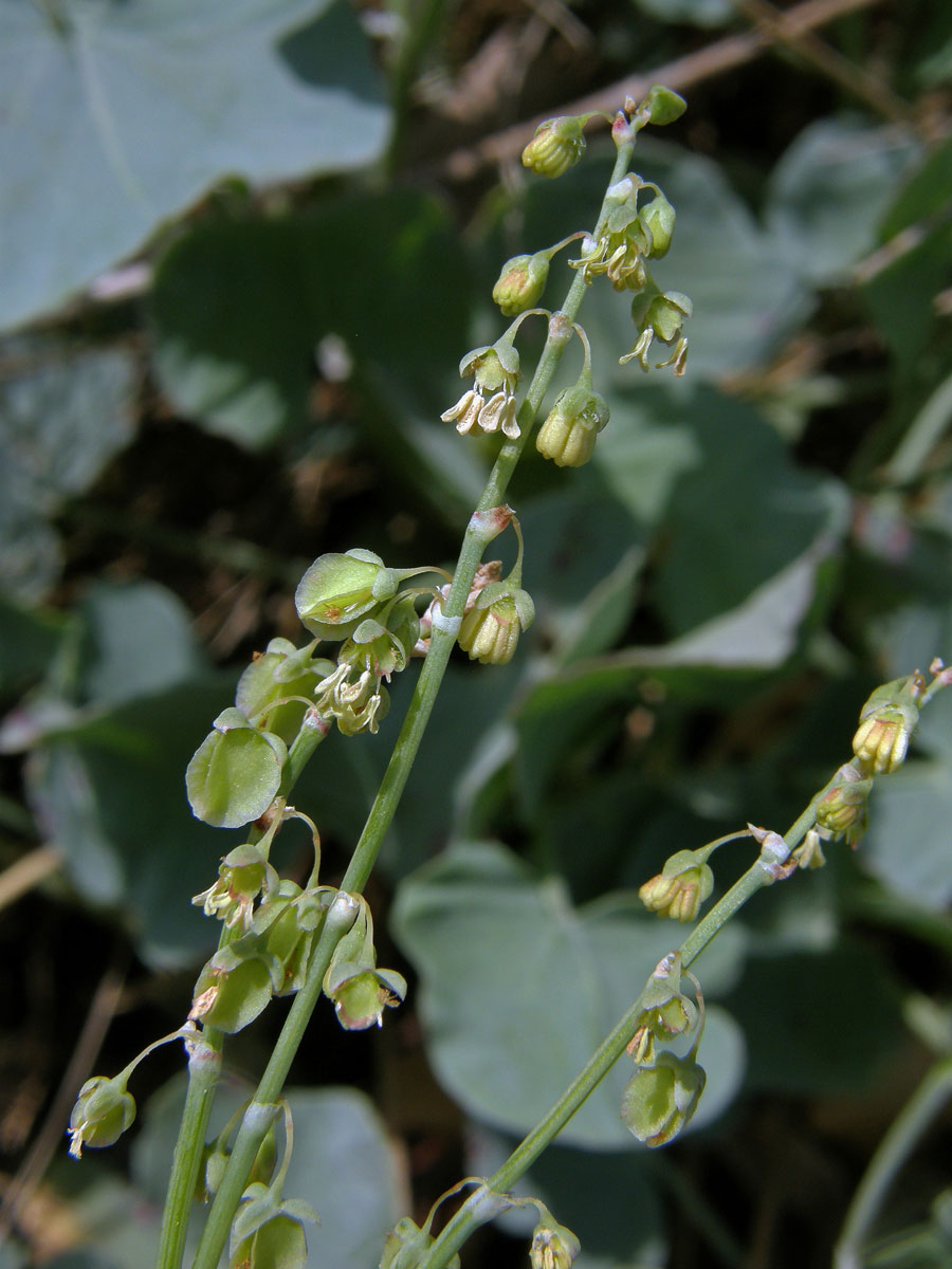 Šťovík štítnatý (Rumex scutatus L.)