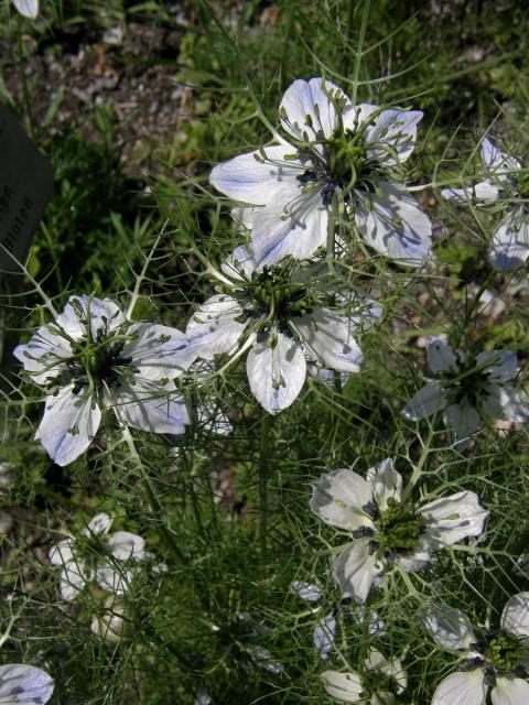 Černucha damašská (Nigella damascena L.)