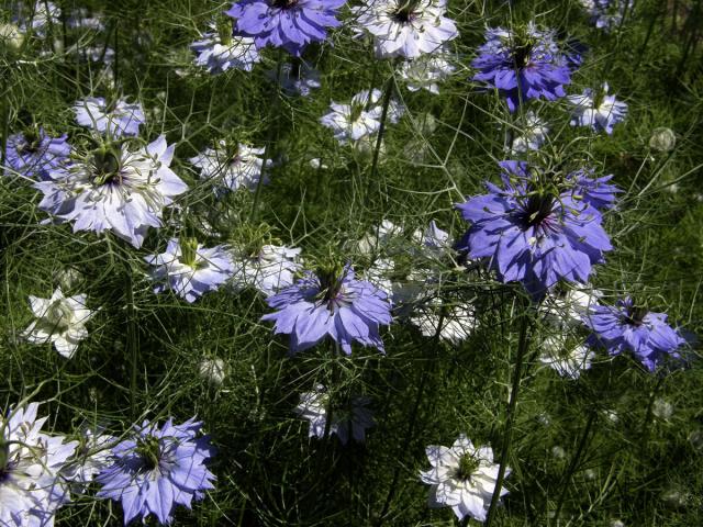 Černucha damašská (Nigella damascena L.)