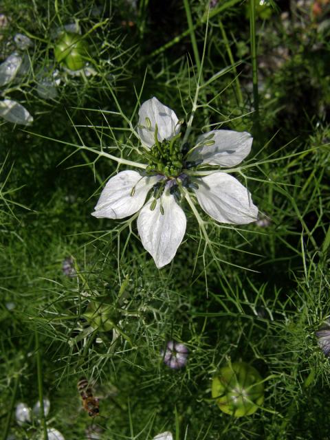 Černucha damašská (Nigella damascena L.)