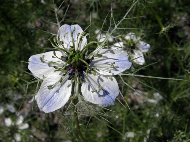 Černucha damašská (Nigella damascena L.)