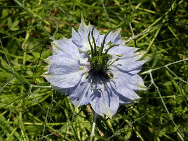 Černucha damašská (Nigella damascena L.)