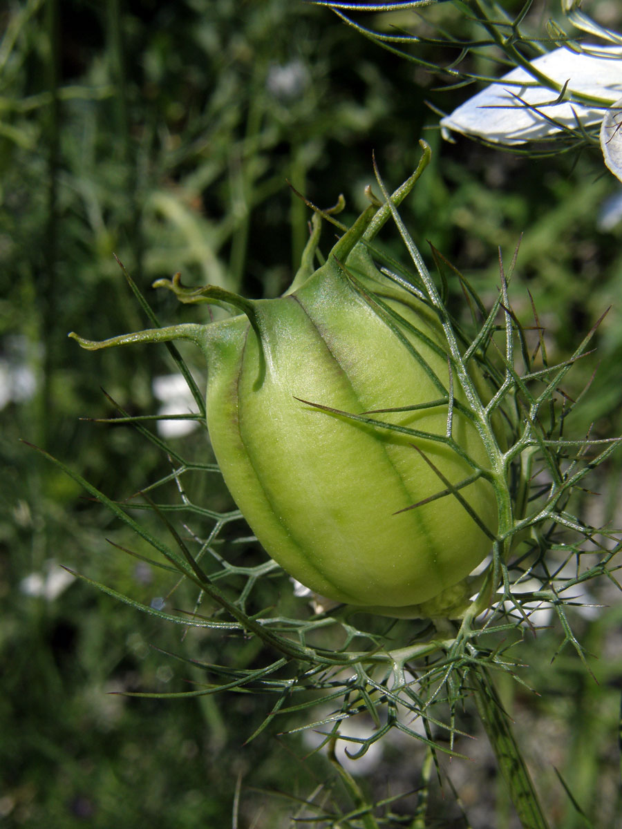 Černucha damašská (Nigella damascena L.)