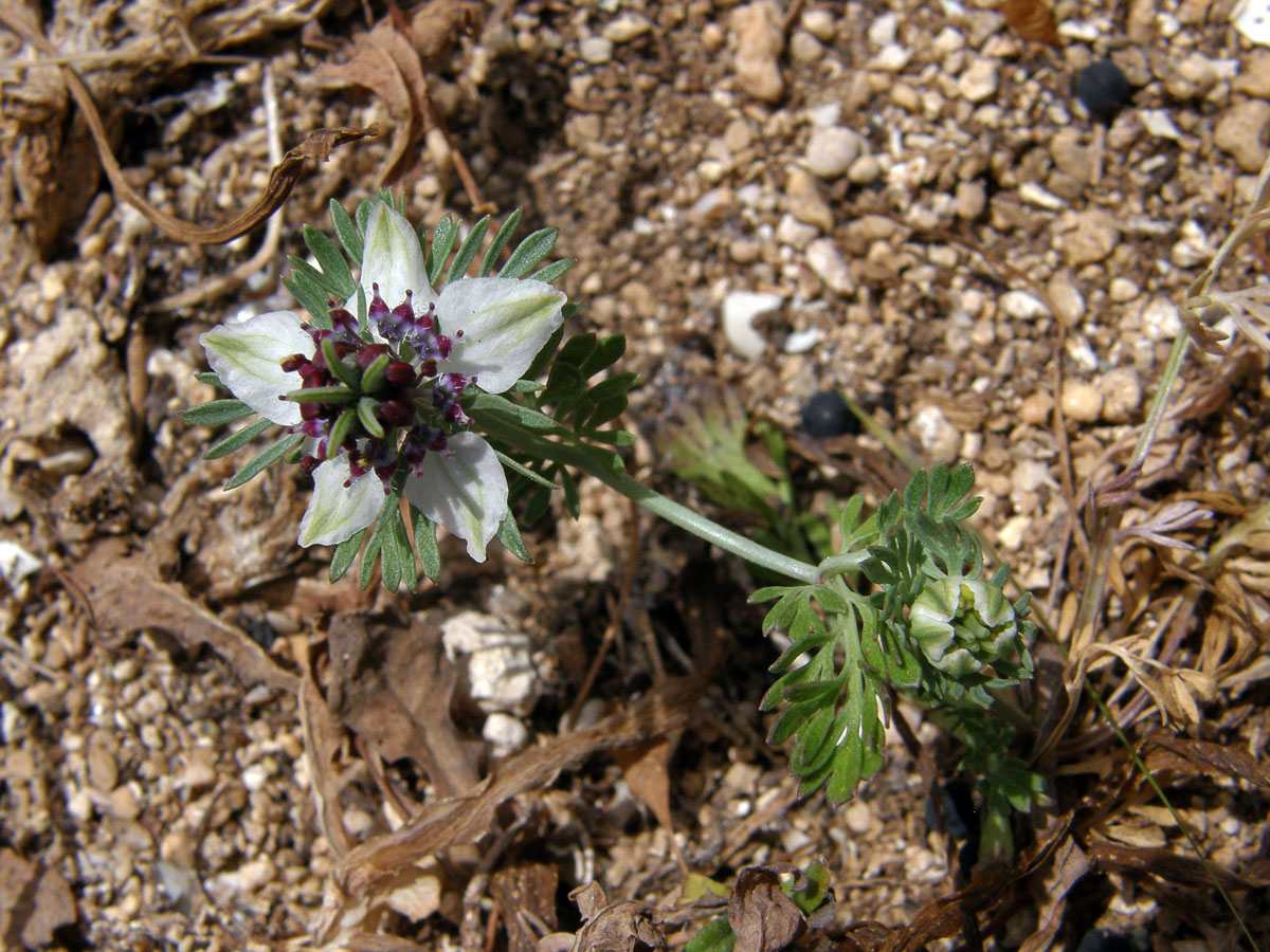 Černucha rolní (Nigella arvensis L.)