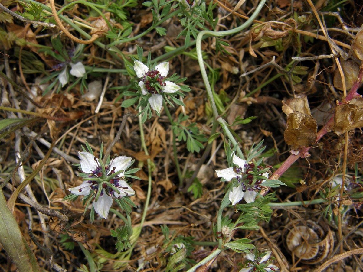 Černucha rolní (Nigella arvensis L.)