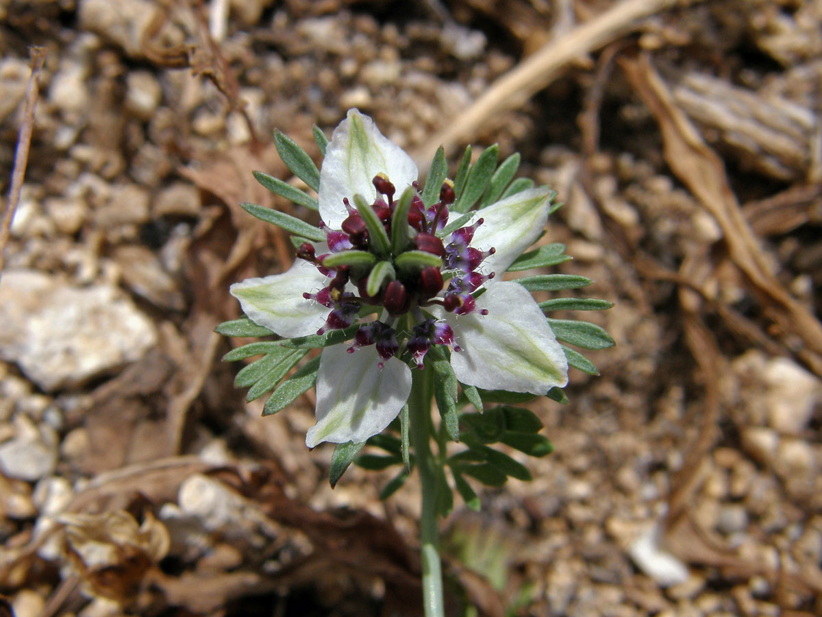 Černucha rolní (Nigella arvensis L.)