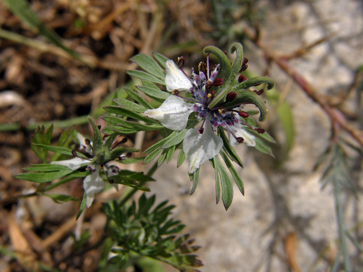 Černucha rolní (Nigella arvensis L.)