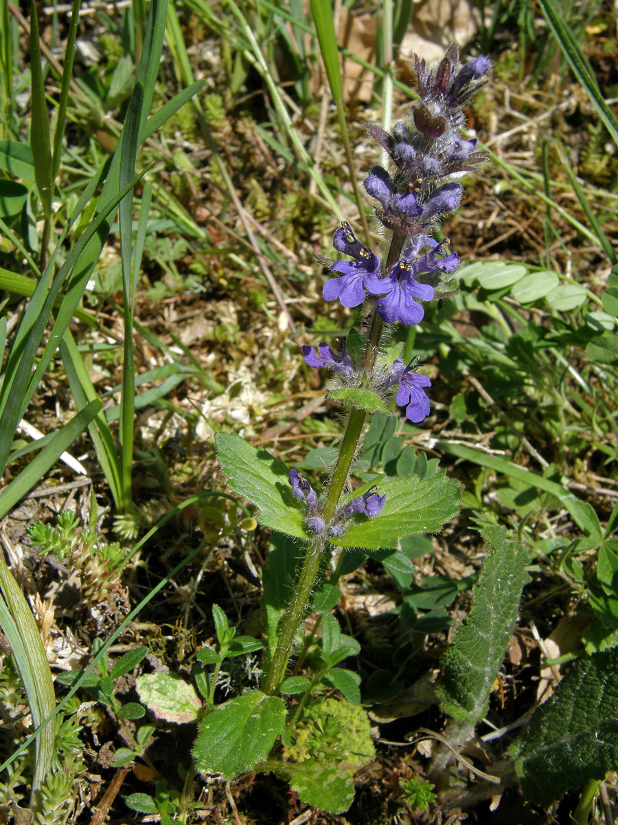 Zběhovec lesní (Ajuga genevensis L.)