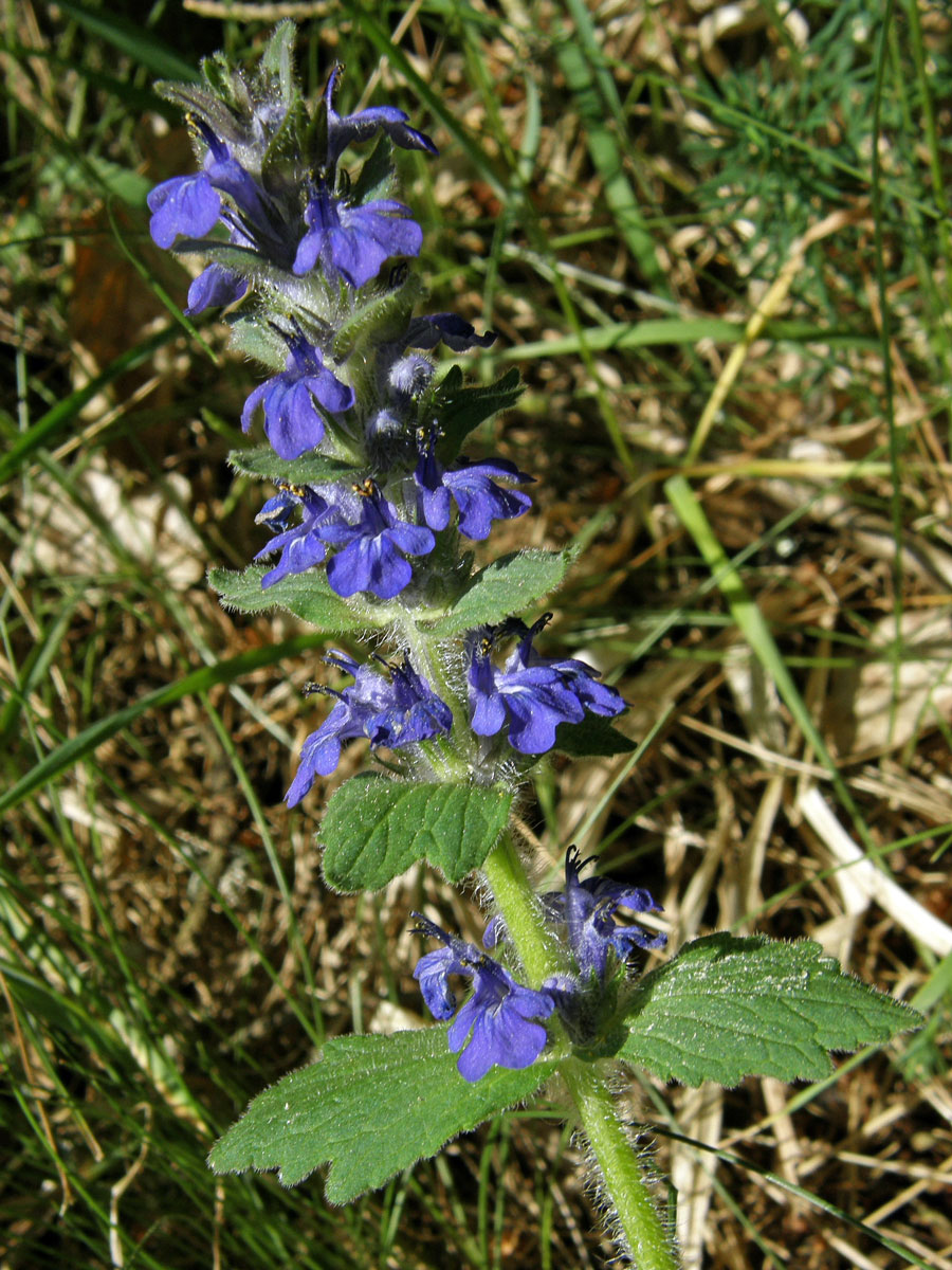 Zběhovec lesní (Ajuga genevensis L.)