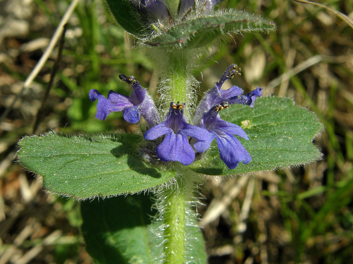 Zběhovec lesní (Ajuga genevensis L.)