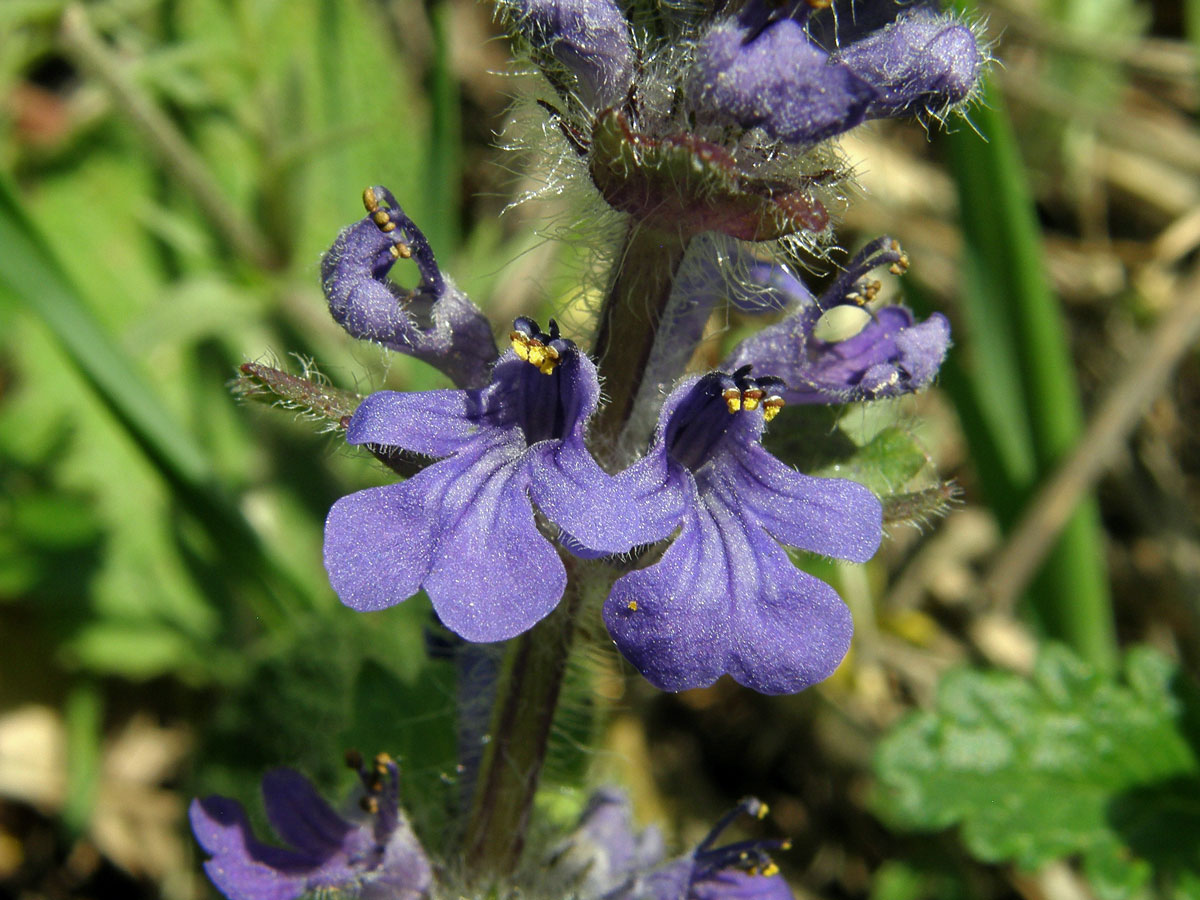 Zběhovec lesní (Ajuga genevensis L.)