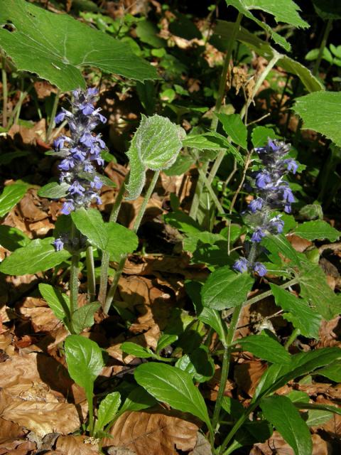 Zběhovec plazivý (Ajuga reptans L.)