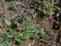 Zběhovec plazivý (Ajuga reptans L.)