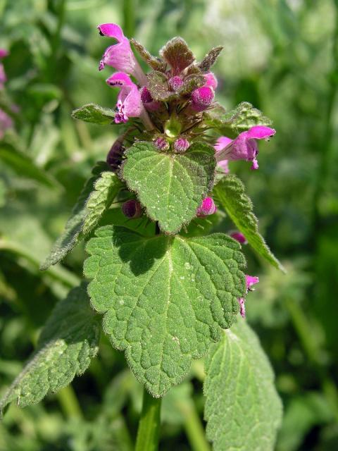 Hluchavka nachová (Lamium purpureum L.)