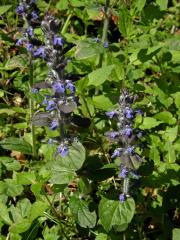 Zběhovec plazivý (Ajuga reptans L.)