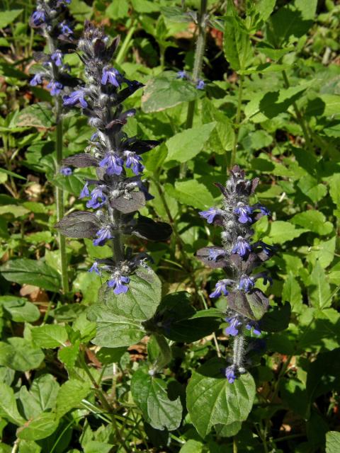 Zběhovec plazivý (Ajuga reptans L.)