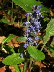 Zběhovec plazivý (Ajuga reptans L.)