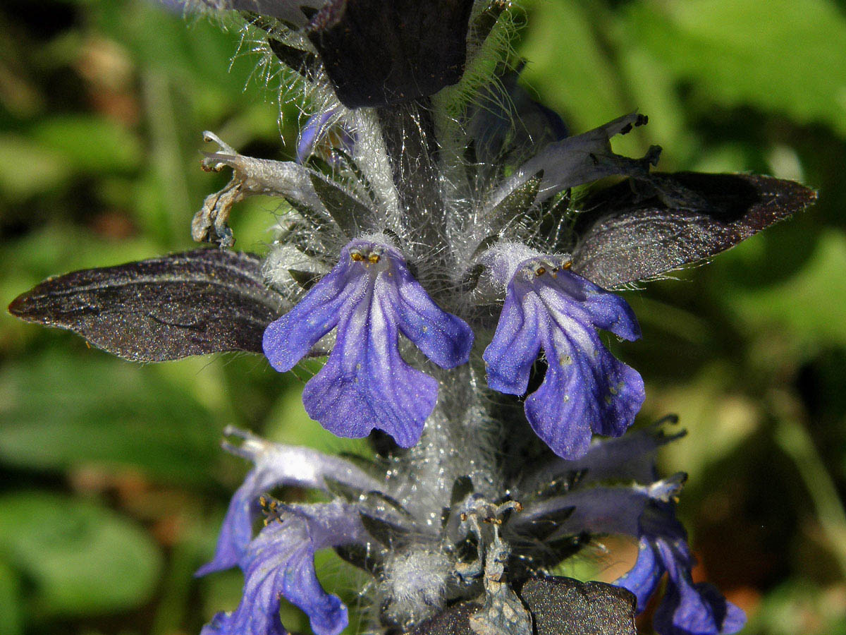 Zběhovec plazivý (Ajuga reptans L.)