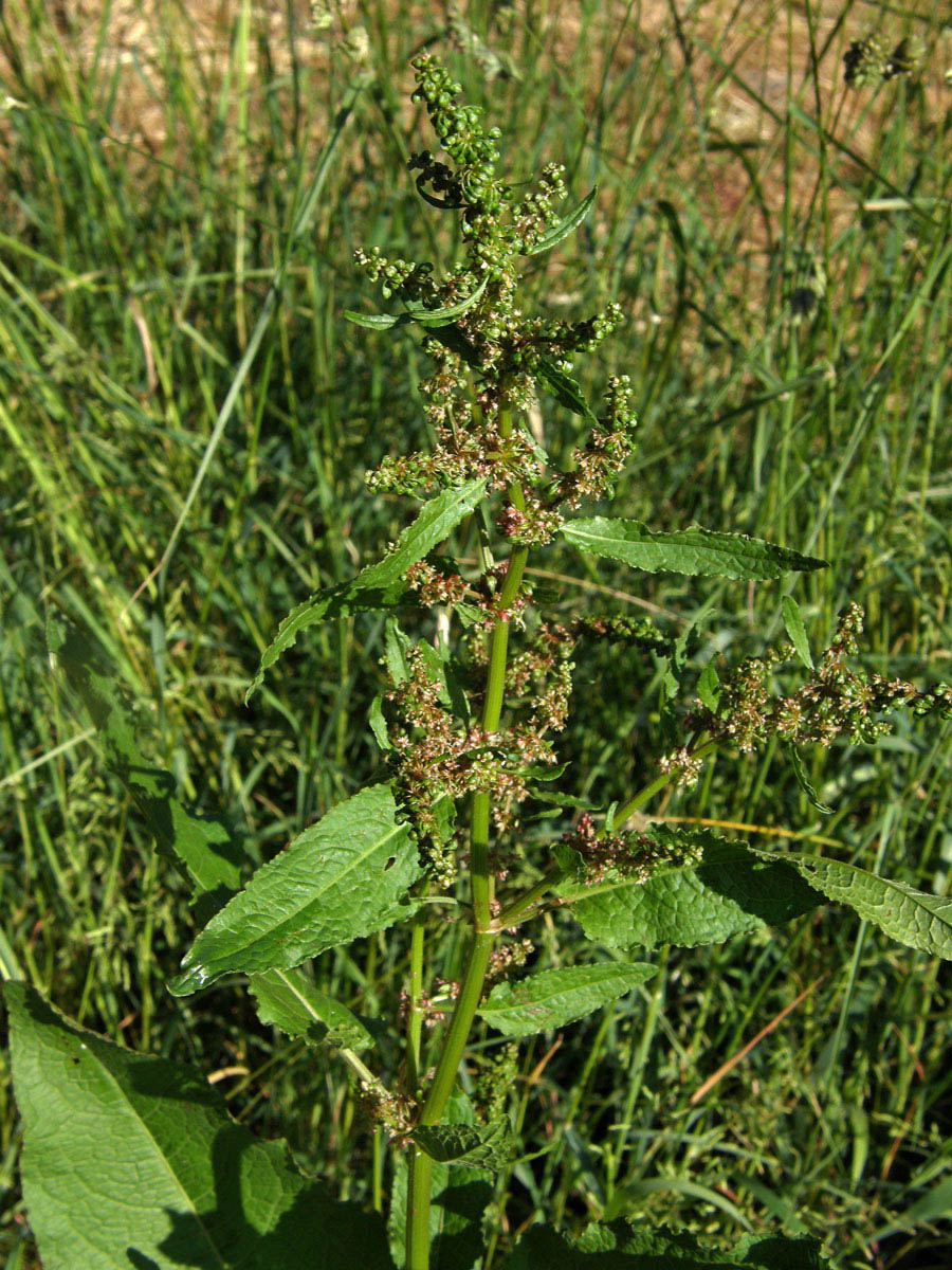 Šťovík tupolistý (Rumex obtusifolius L.)