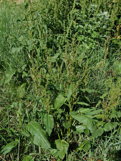 Šťovík tupolistý (Rumex obtusifolius L.)