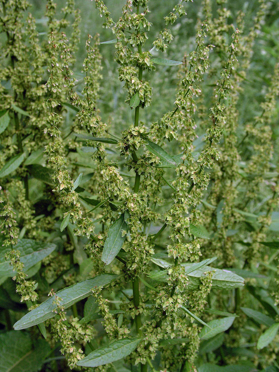 Šťovík tupolistý (Rumex obtusifolius L.)