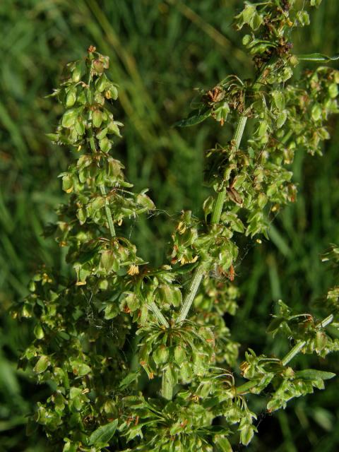 Šťovík tupolistý (Rumex obtusifolius L.)