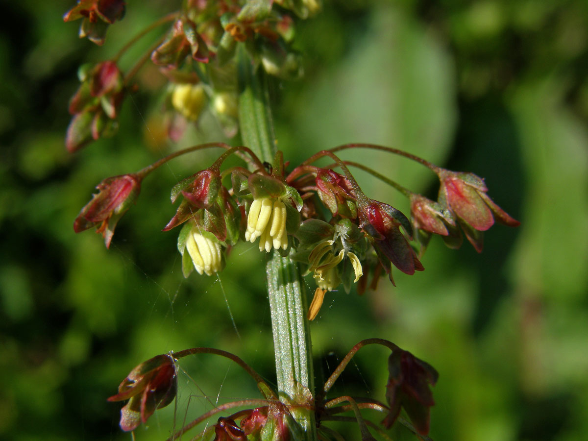 Šťovík tupolistý (Rumex obtusifolius L.)