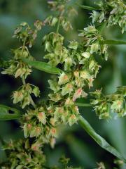 Šťovík tupolistý (Rumex obtusifolius L.)