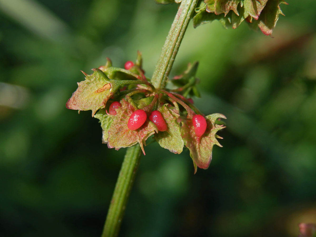 Šťovík tupolistý (Rumex obtusifolius L.)