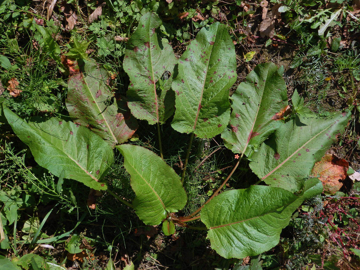 Šťovík tupolistý (Rumex obtusifolius L.)