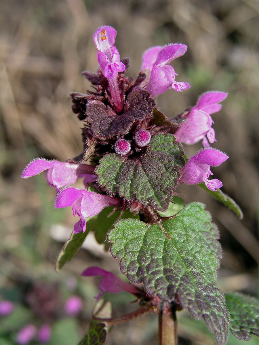 Hluchavka nachová (Lamium purpureum L.)