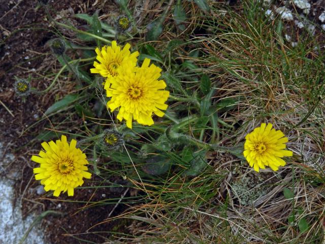 Jestřábník alpský (Hieracium alpinum L.)