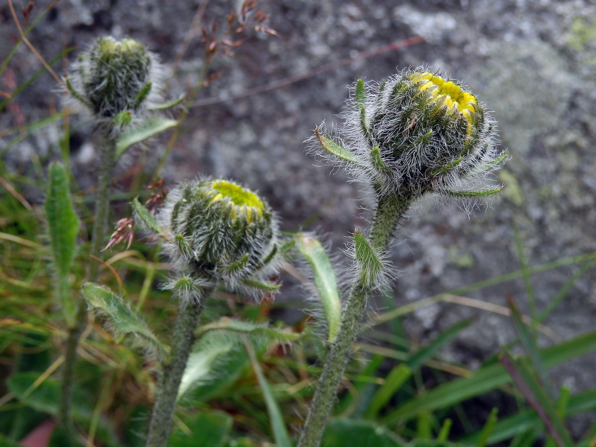 Jestřábník alpský (Hieracium alpinum L.)