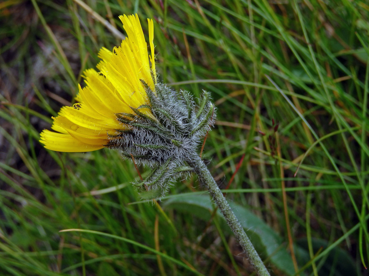 Jestřábník alpský (Hieracium alpinum L.)