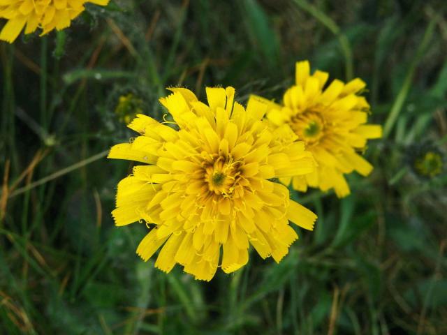 Jestřábník alpský (Hieracium alpinum L.)