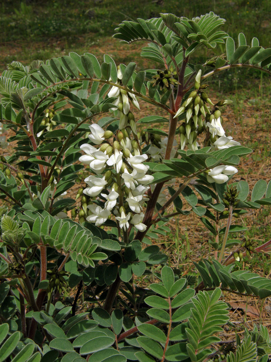 Kozinec (Astragalus lusitanicus Lam.)