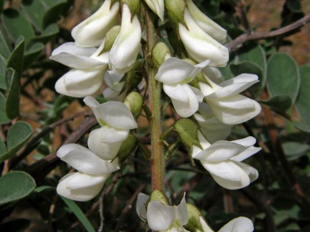 Kozinec (Astragalus lusitanicus Lam.)