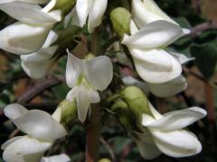 Kozinec (Astragalus lusitanicus Lam.)