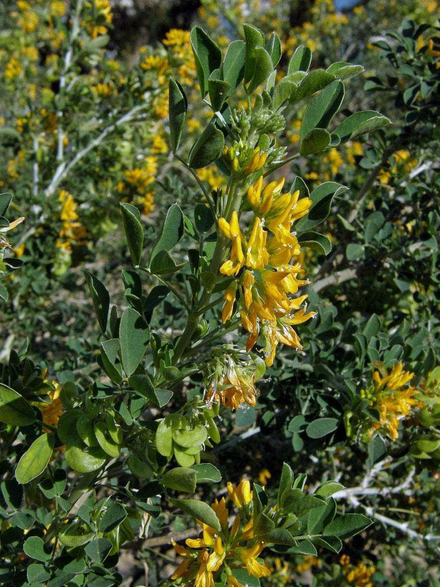 Tolice křovitá (Medicago arborea L.)