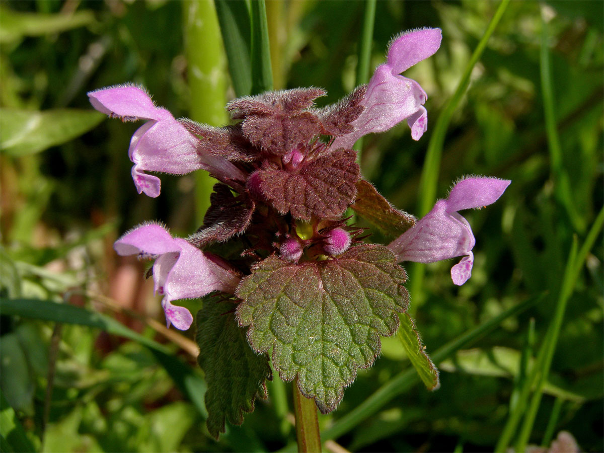 Hluchavka nachová (Lamium purpureum L.)