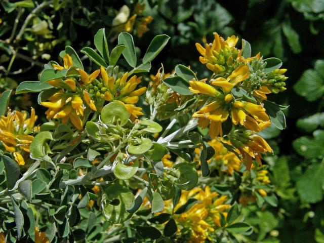 Tolice křovitá (Medicago arborea L.)