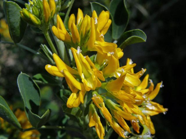 Tolice křovitá (Medicago arborea L.)